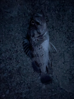 クロソイの釣果