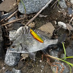 クロダイ