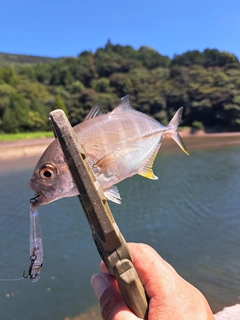 メッキの釣果
