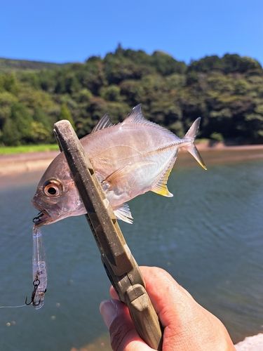 メッキの釣果