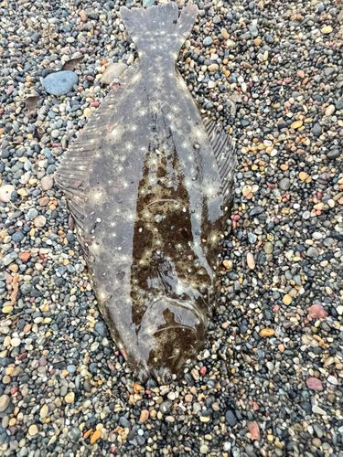 ヒラメの釣果