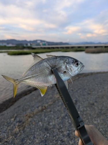 メッキの釣果