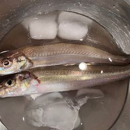シロギス