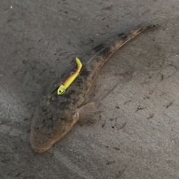 マゴチ