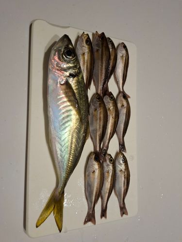 イサキの釣果