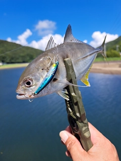メッキの釣果