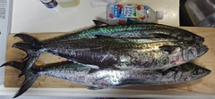 サワラの釣果