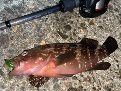 キジハタの釣果