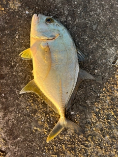 メッキの釣果