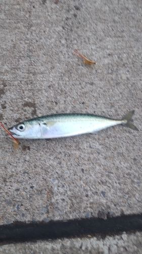 サバの釣果