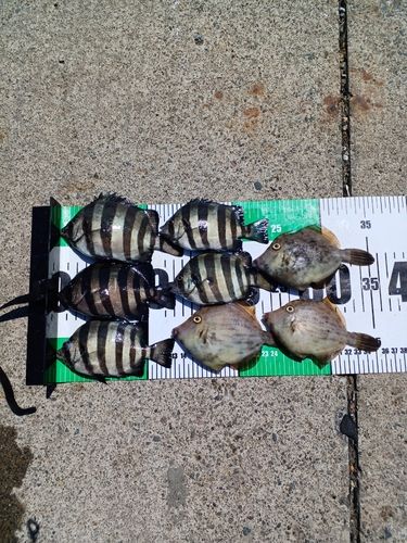 サンバソウの釣果