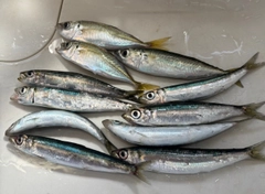 ウルメイワシの釣果