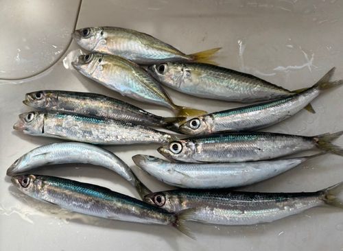 ウルメイワシの釣果