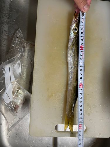 カマスの釣果