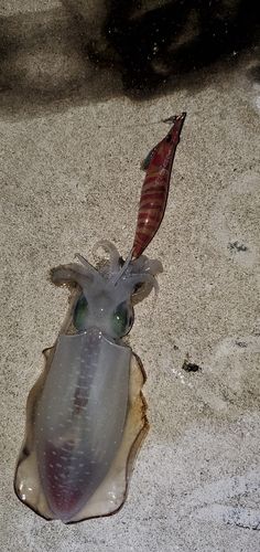 アオリイカの釣果