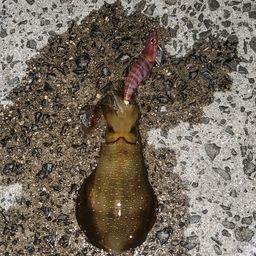 アオリイカ