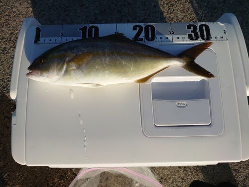 シオの釣果