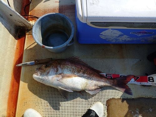 マダイの釣果