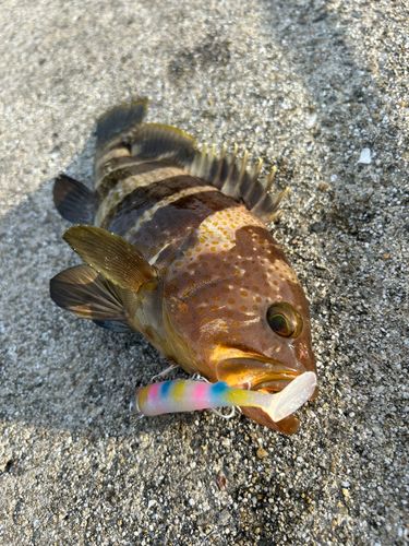 細島