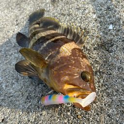 アオハタ
