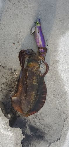 アオリイカの釣果