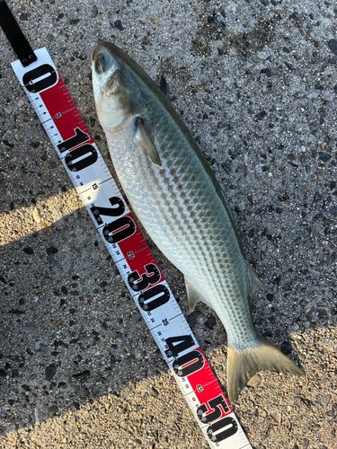 ボラの釣果