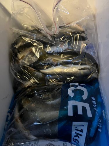 アユの釣果