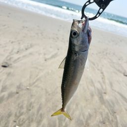 サバ