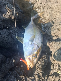 カンパチの釣果