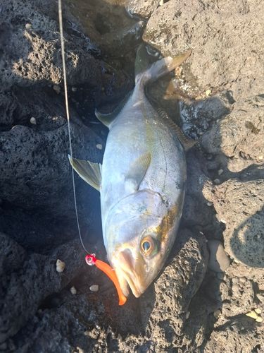 カンパチの釣果