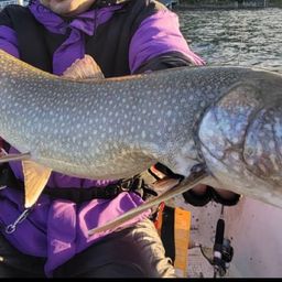 レイクトラウト