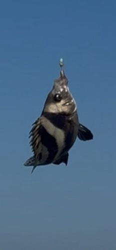 コショウダイの釣果