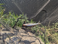 ニゴイの釣果