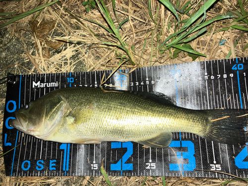 ブラックバスの釣果