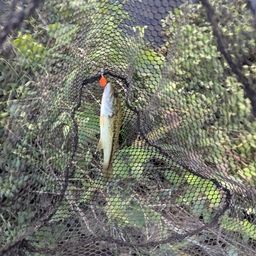 スモールマウスバス