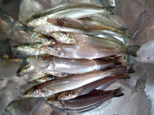 シロギスの釣果