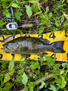 スモールマウスバスの釣果