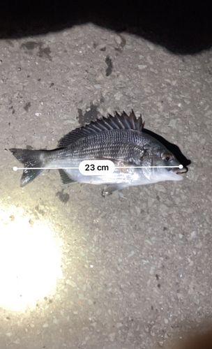 クロダイの釣果