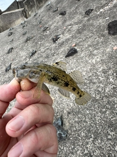ハゼの釣果
