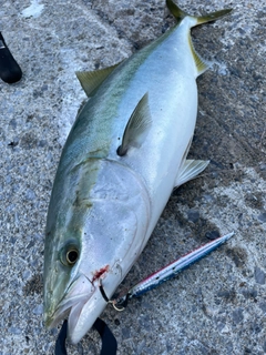 ワラサの釣果