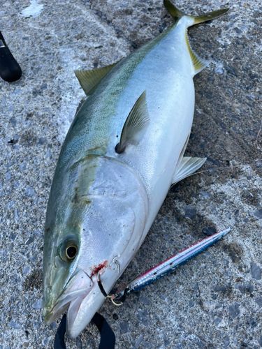 ワラサの釣果