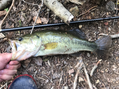 ラージマウスバスの釣果