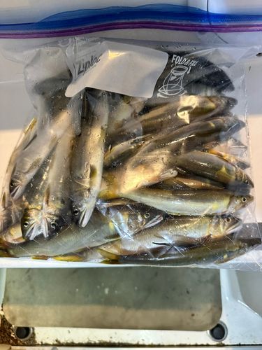 アユの釣果