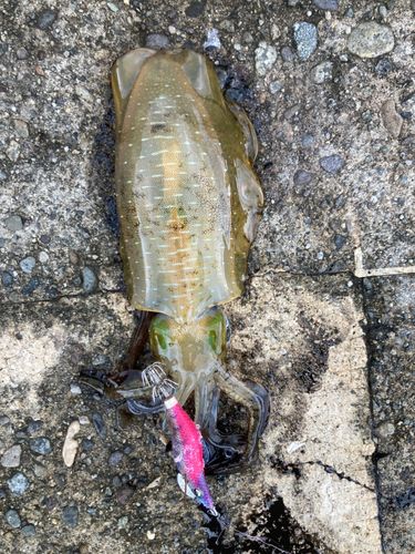 アオリイカの釣果