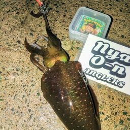 アオリイカ