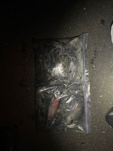 白石ノ鼻