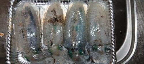 紀伊水道