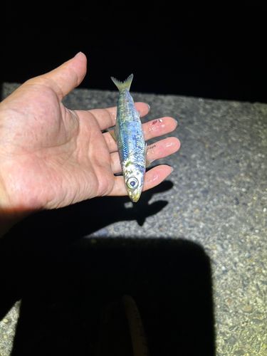 ウルメイワシの釣果
