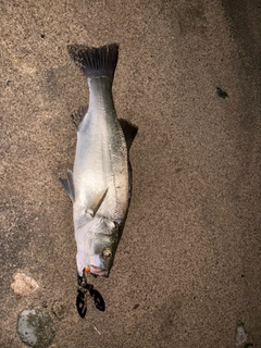 ヒラスズキの釣果
