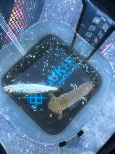 シャコの釣果